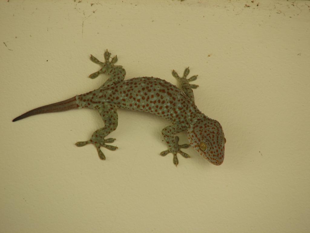 Lizard 049.jpg