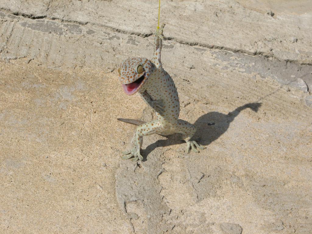 Lizard 051.jpg