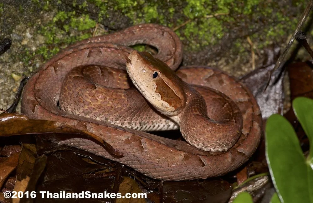 Malay Pit Viper.webp