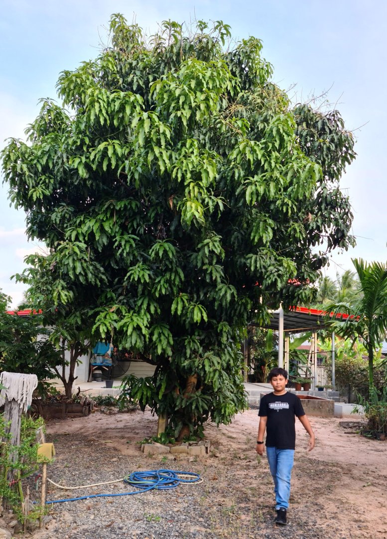 Mango.jpg