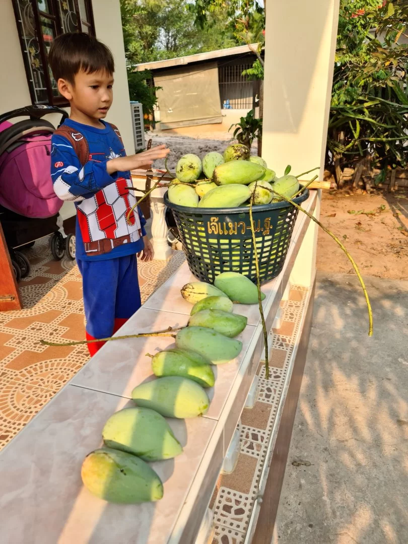 Mango.webp