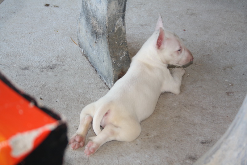 Minibullterrier 7 vckor.jpg