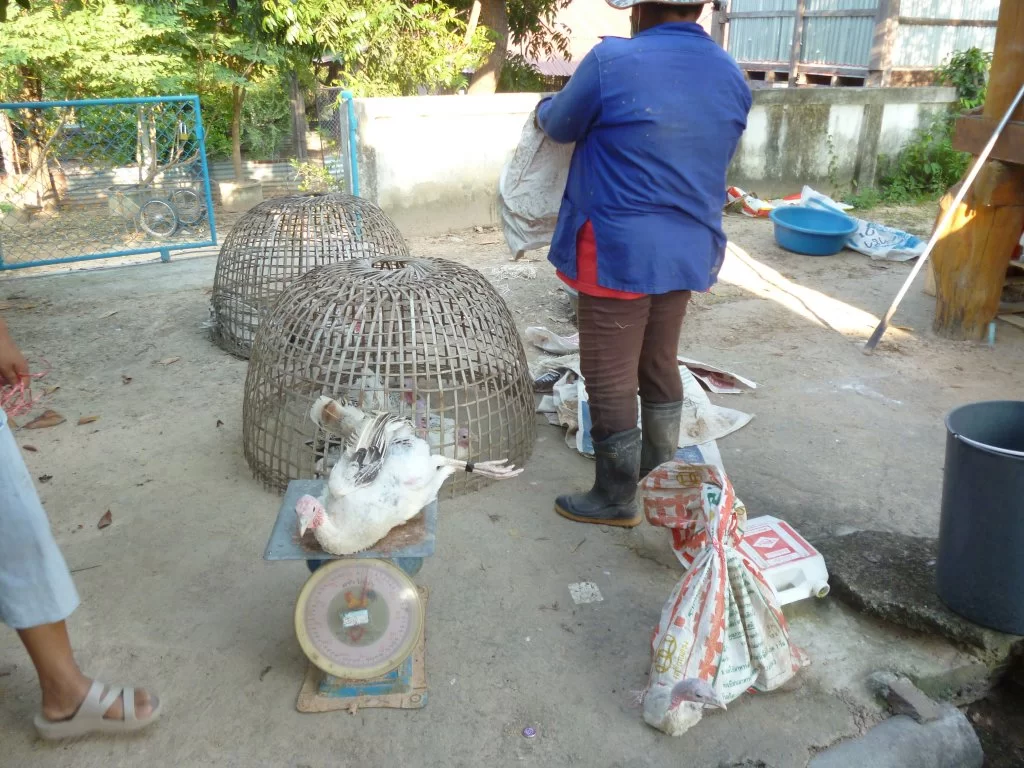 Nya avloppssystemet 011.webp