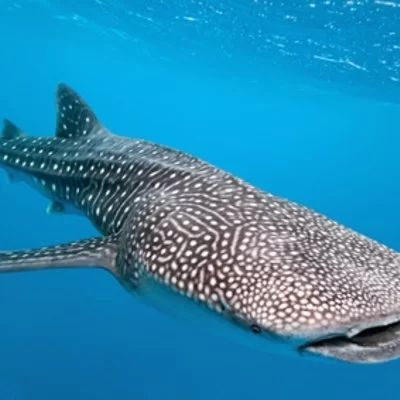 oslob-whale-shark-swimming.webp