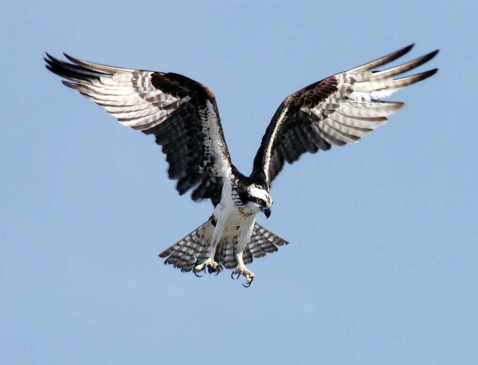 OspreyNASA.webp