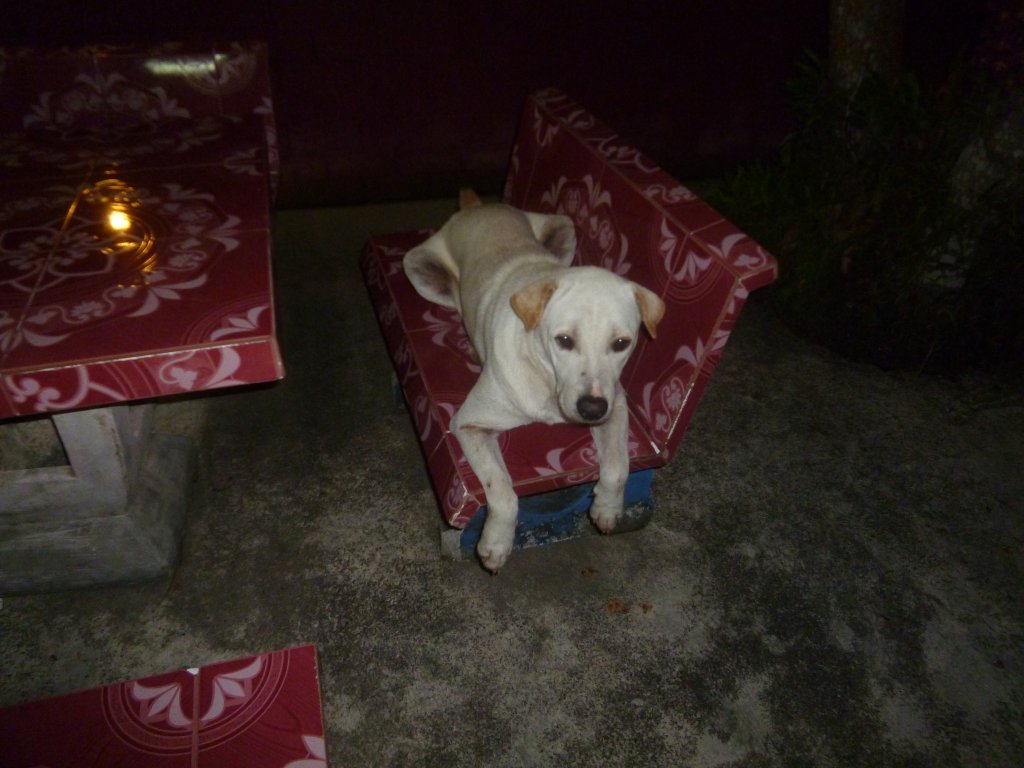 p 009.JPG