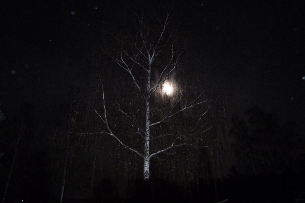 P1000098.jpg