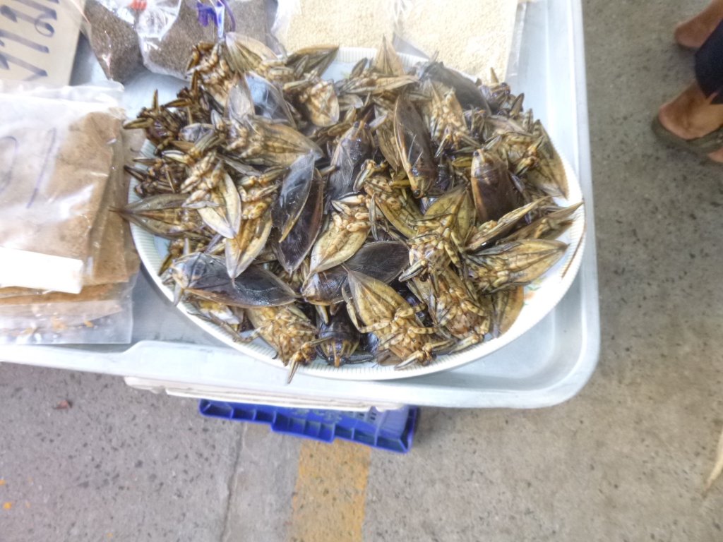 P1050055.jpg