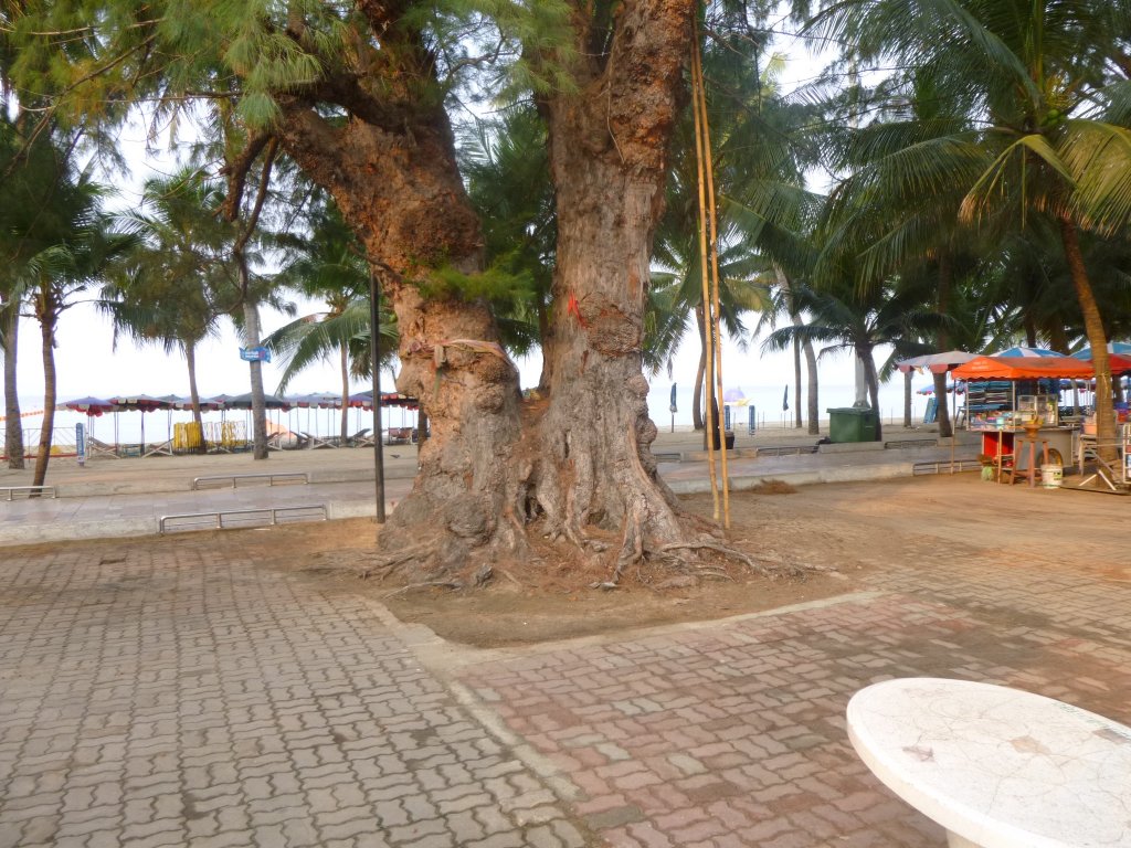 P1050082.jpg