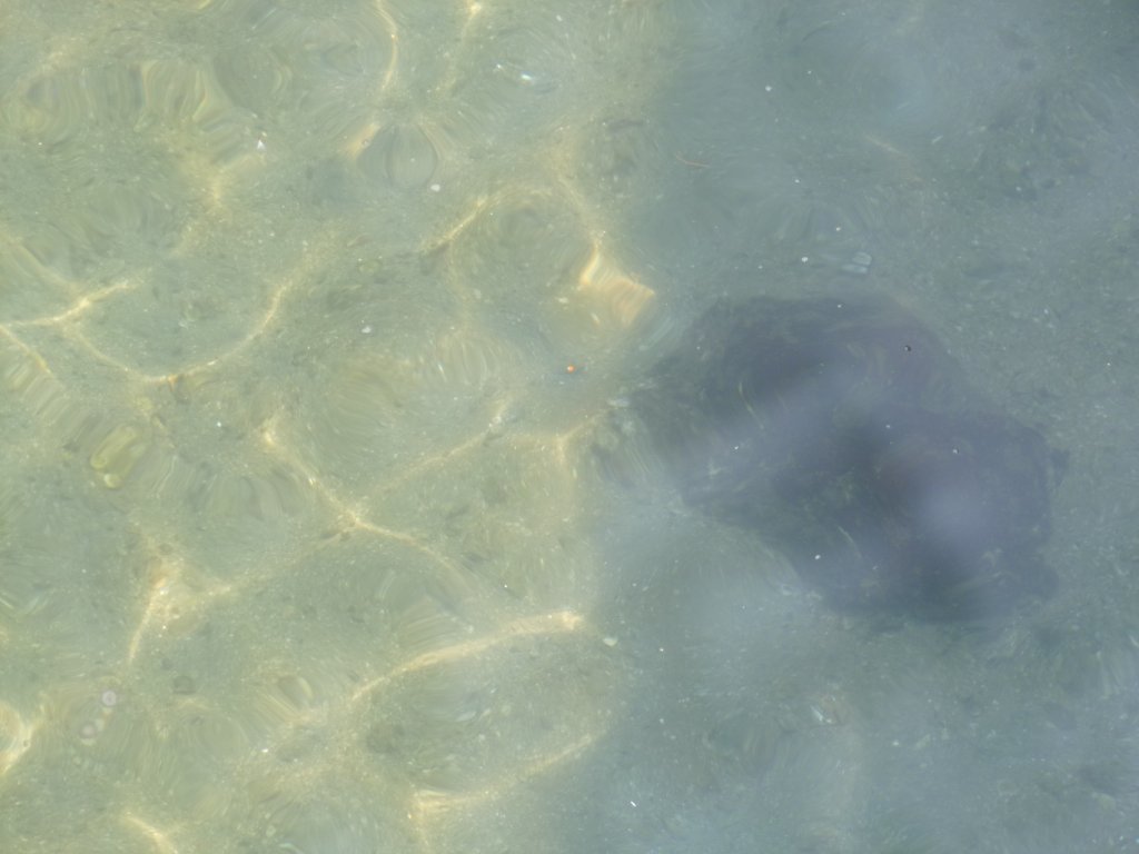 P1050131.jpg