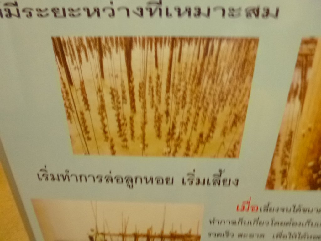 P1050752.JPG