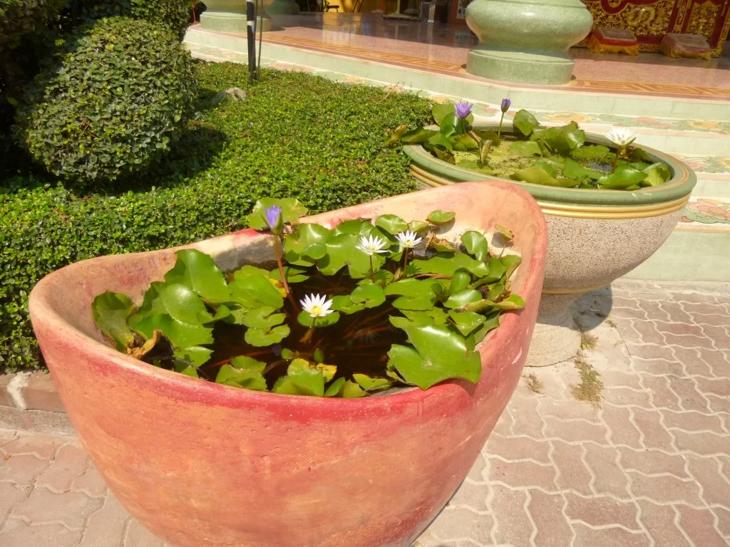 P1050825.webp