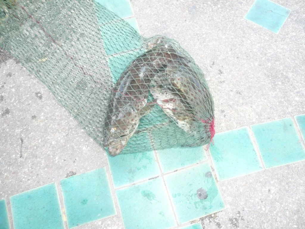 P1110747.webp