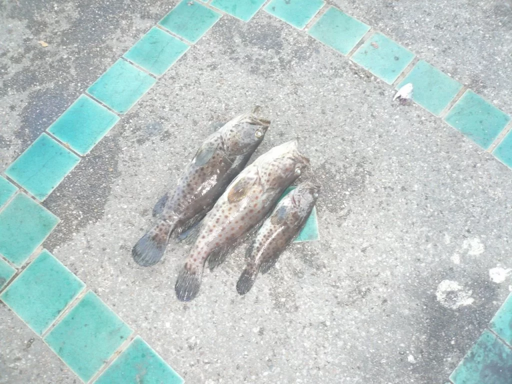 P1110749.webp