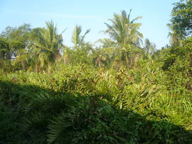 P1110942.webp