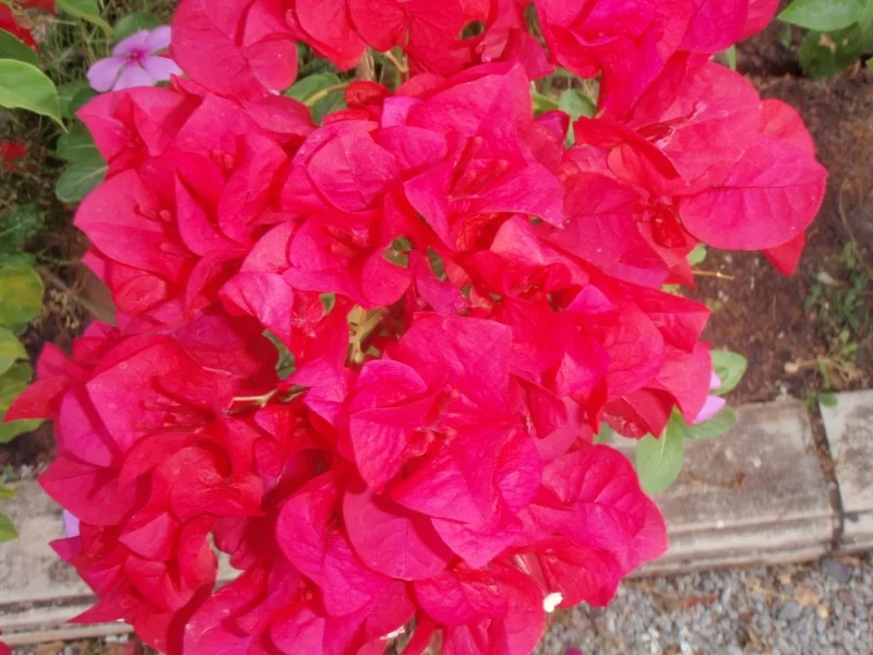 P2090724%20[][1].webp