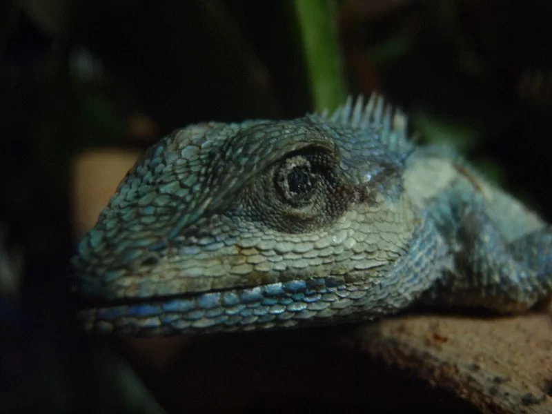 P3120050 [800x600].webp