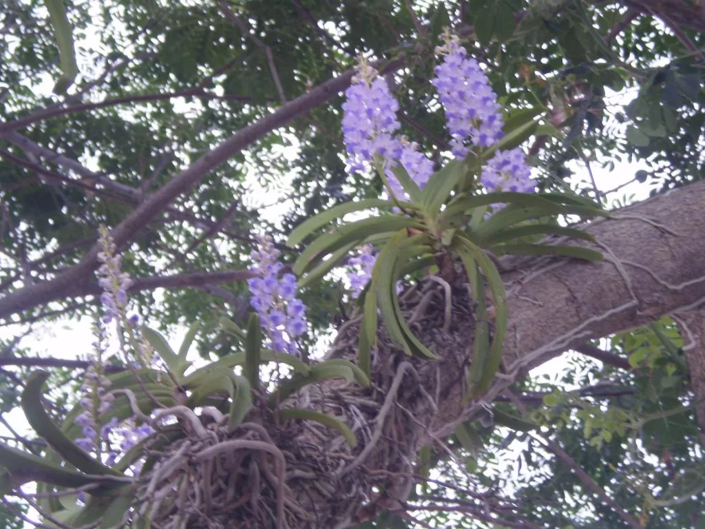 P3252081.webp
