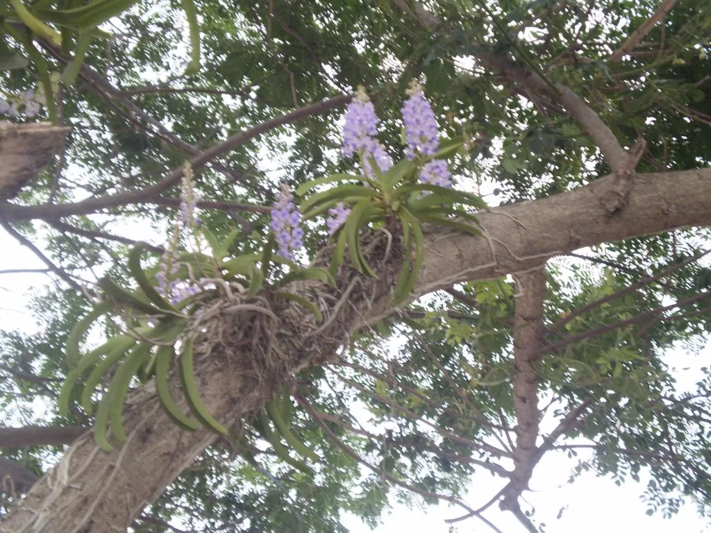 P3252083.webp