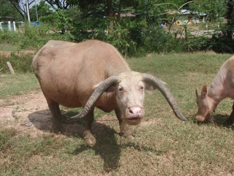 PA230056 [800x600].webp