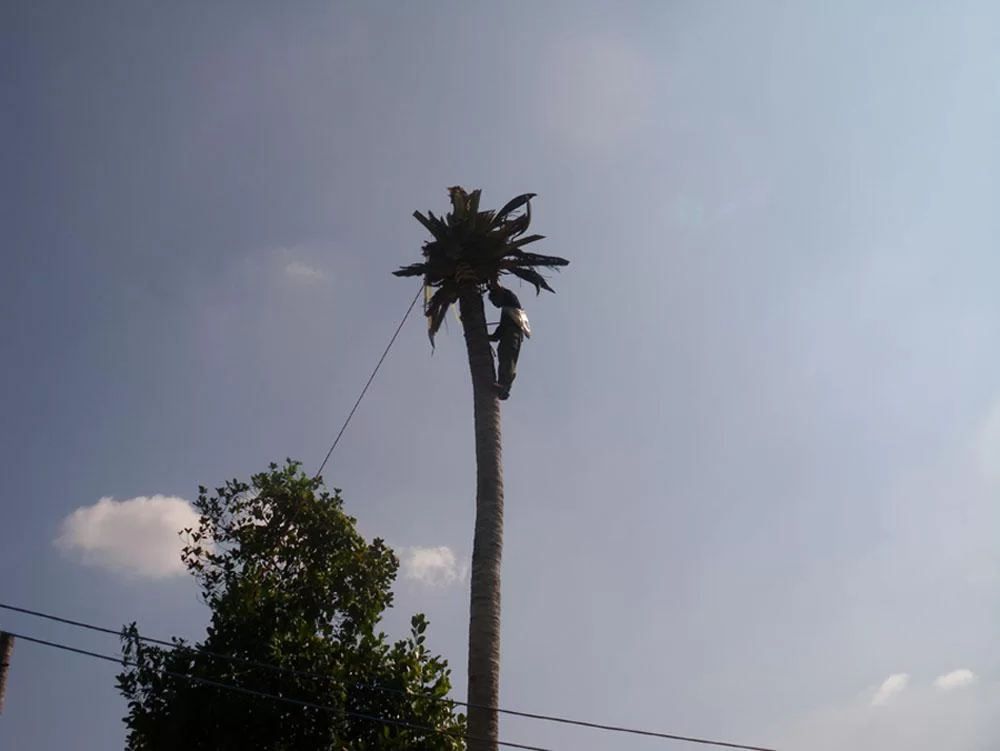 palm1.webp