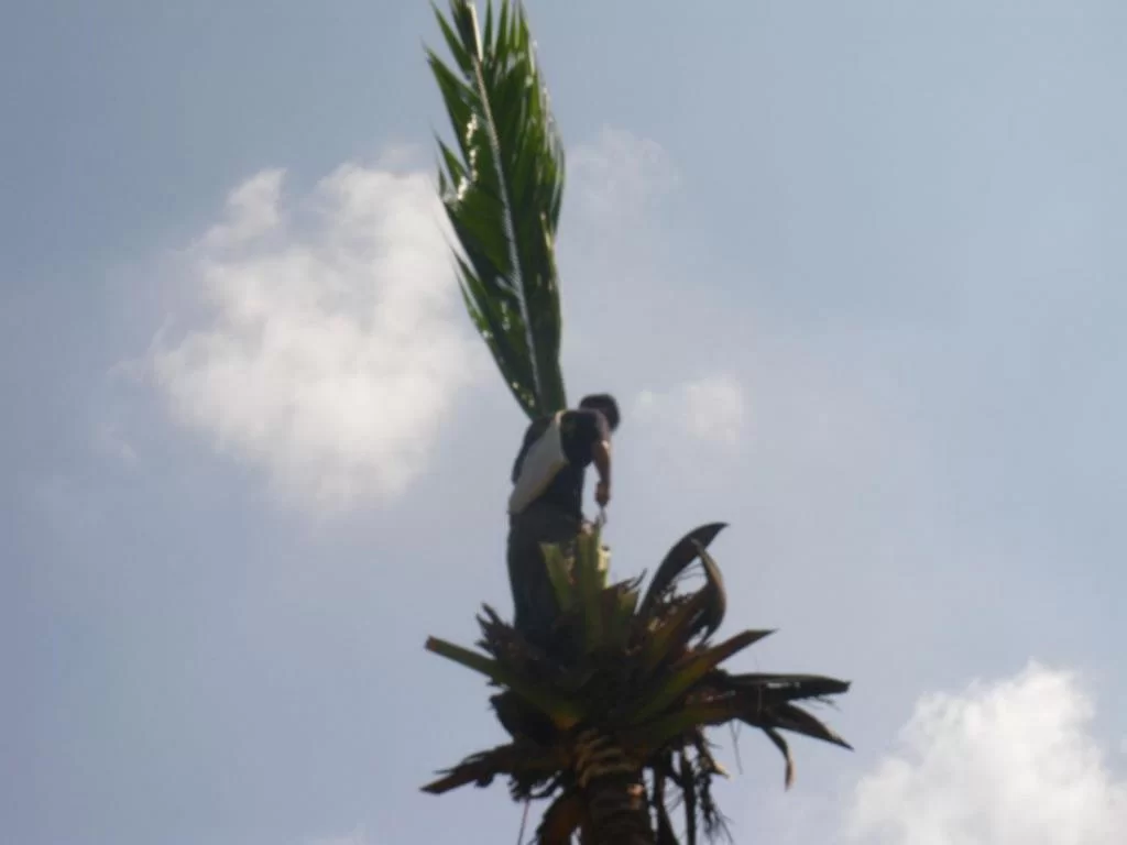 palm2.webp