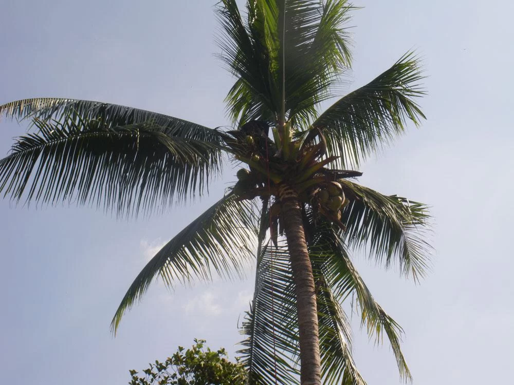 palm3.webp