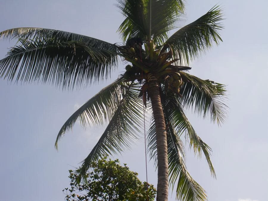palm4.webp