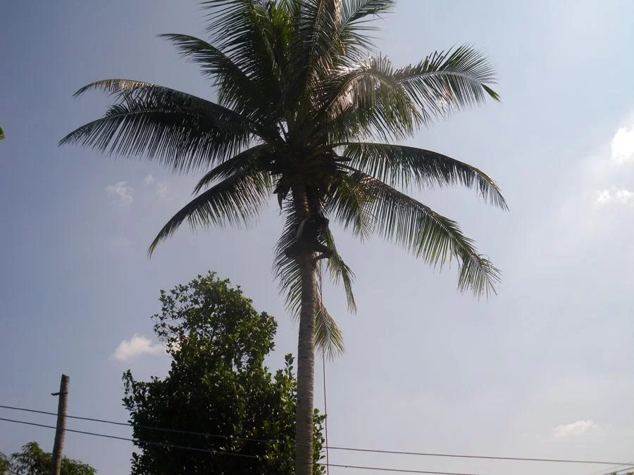 palm5.webp