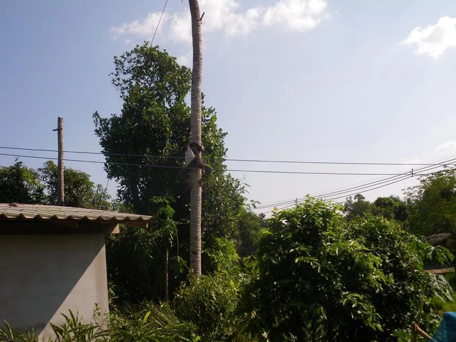 palm7.webp