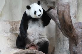 panda.png