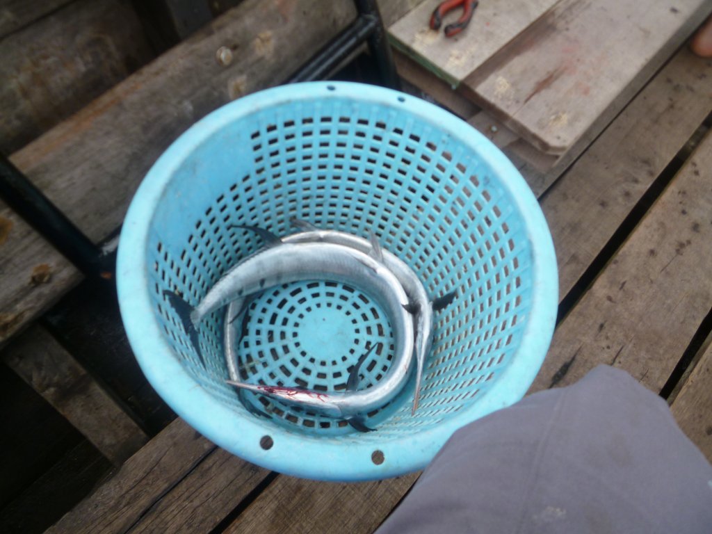 påpåp 007.JPG