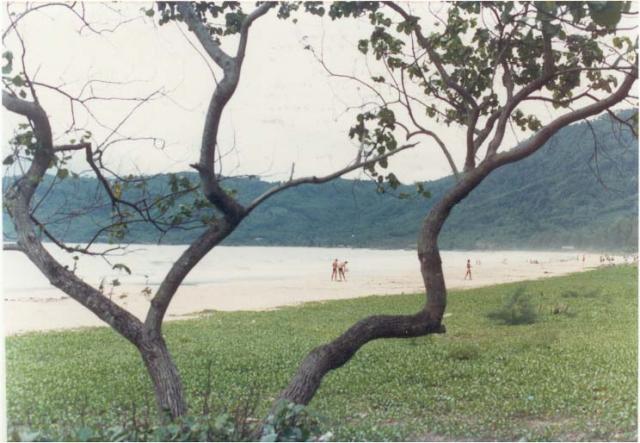 Patong (2).jpg