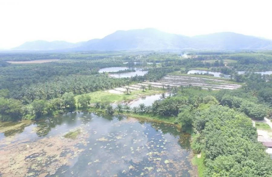 phangna fl.webp