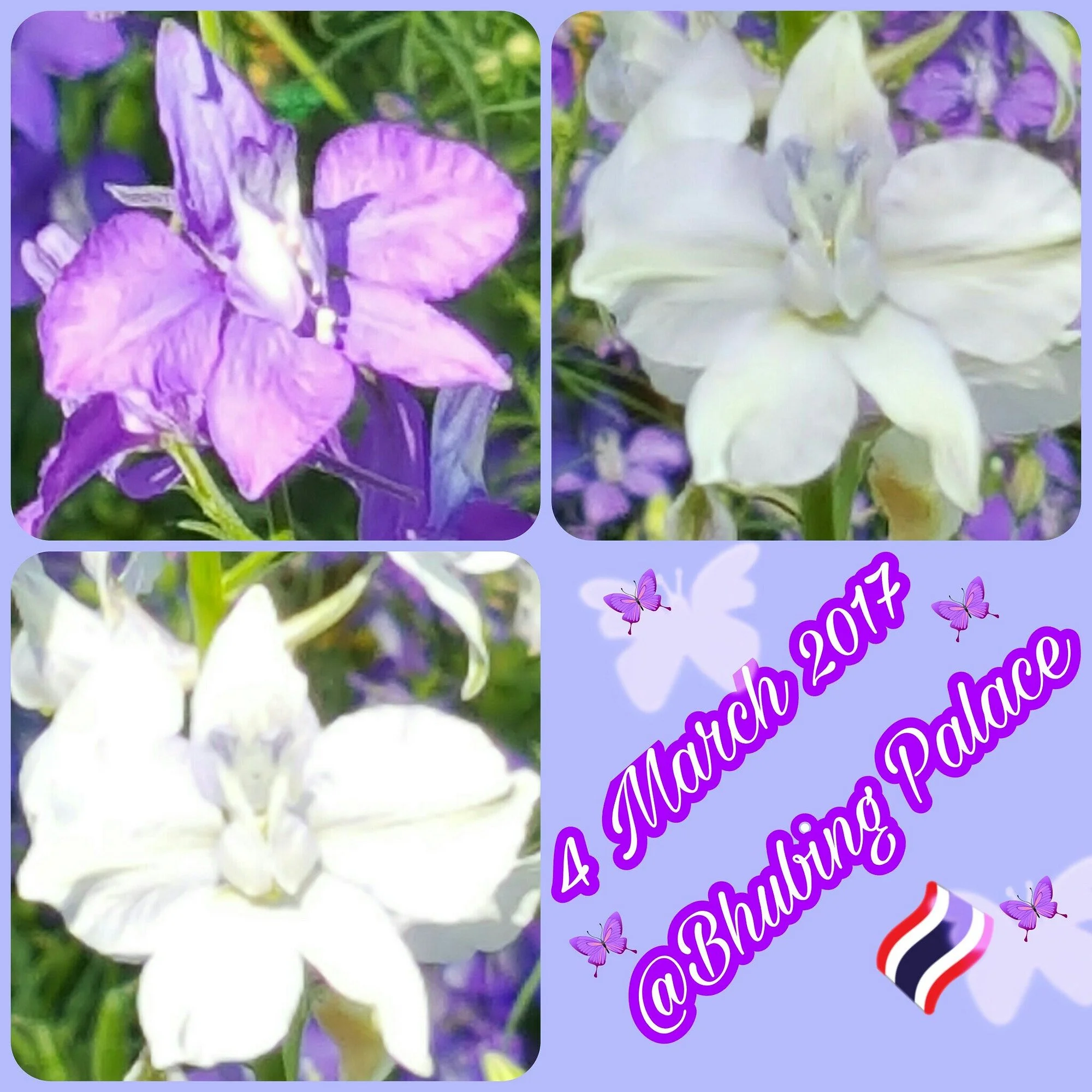 picsart-03-05-08-largejpg.webp
