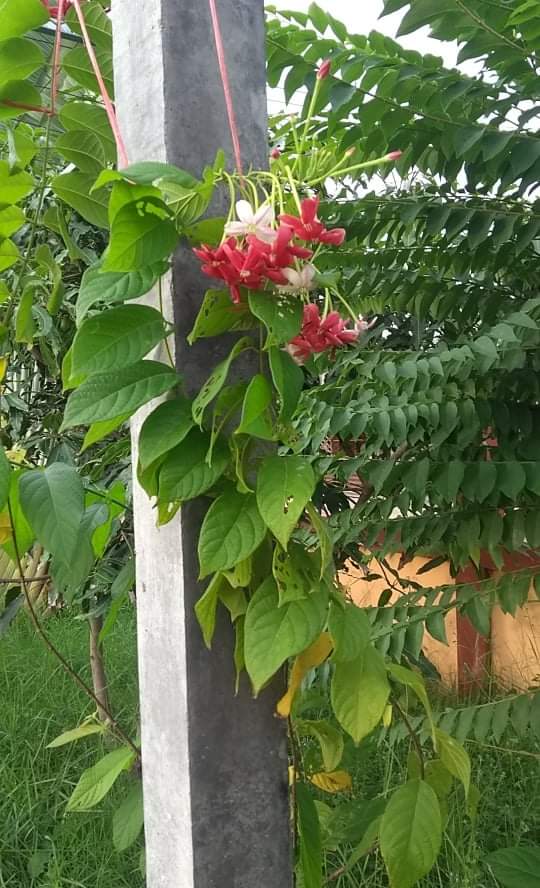 received_192126856286555.jpeg