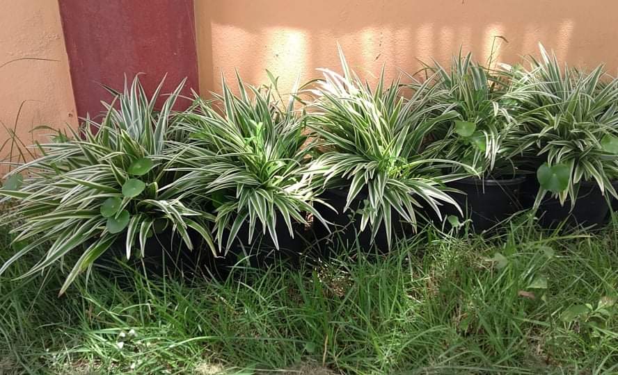 received_229080899105870.jpeg