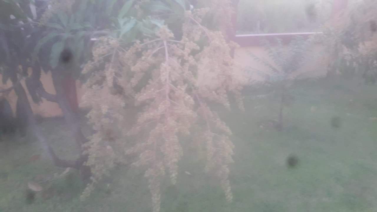 received_247240420393482.jpeg