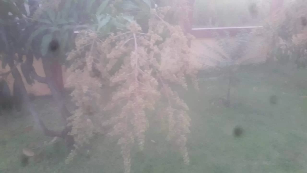 received_247240420393482.webp
