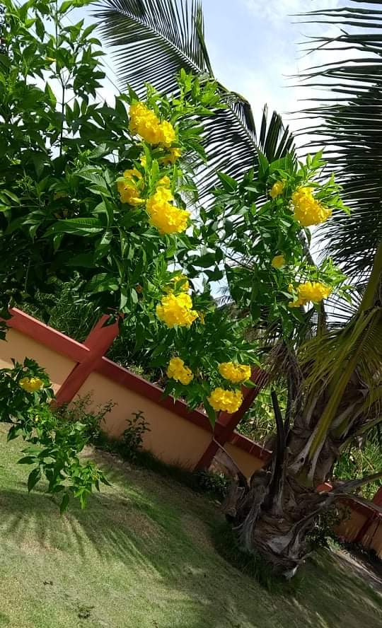 received_274117084051815.jpeg