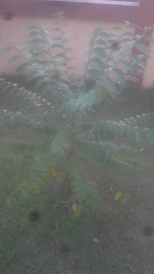 received_2789835791230568.jpeg