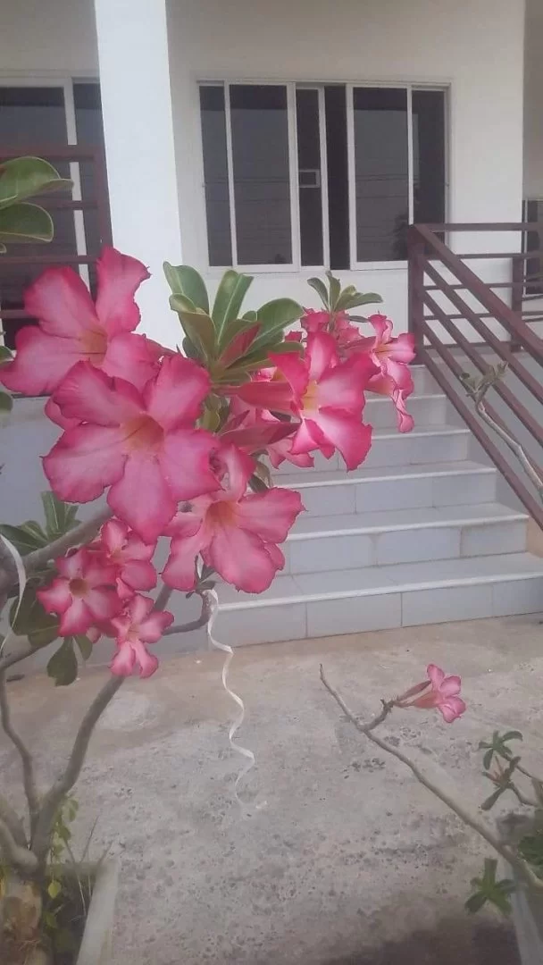 received_3685504091517823.webp