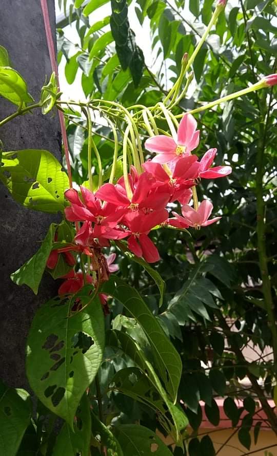 received_987293138751873.jpeg