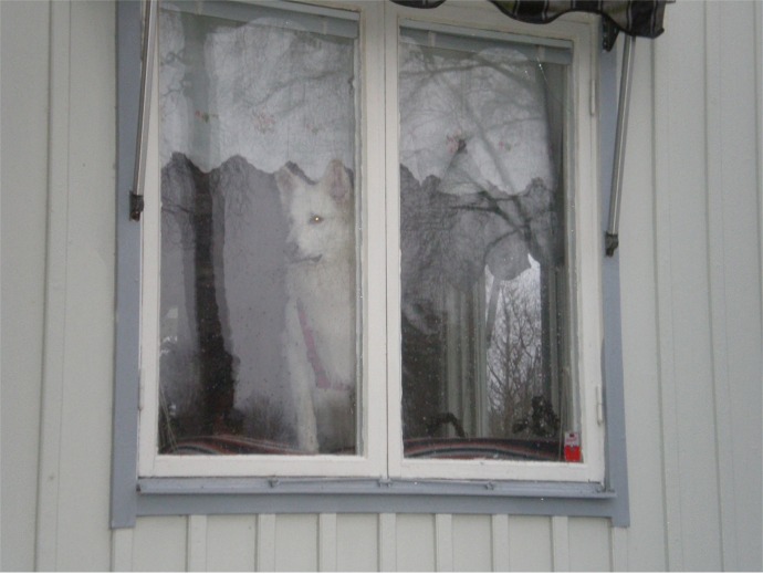 Rex i fönstret.jpg