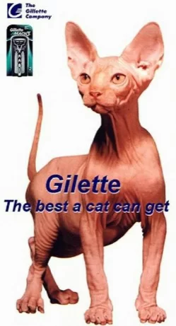scaled.shaving-cat-973.webp