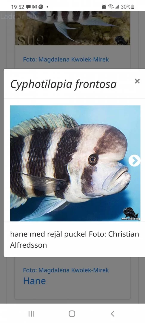 Screenshot_20220424-195229_Samsung Internet.webp