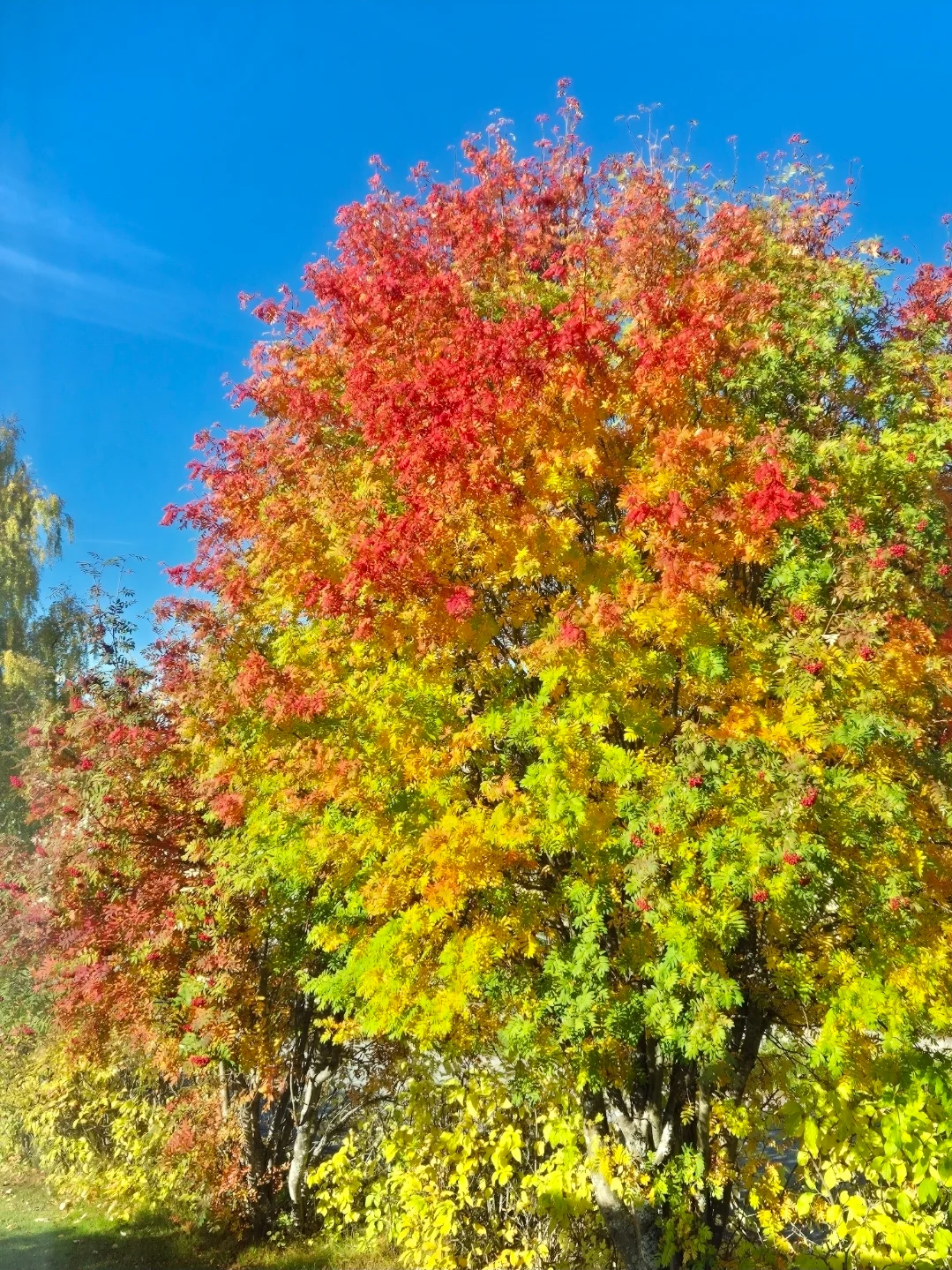 Screenshot_20260922_084246_Gallery.webp