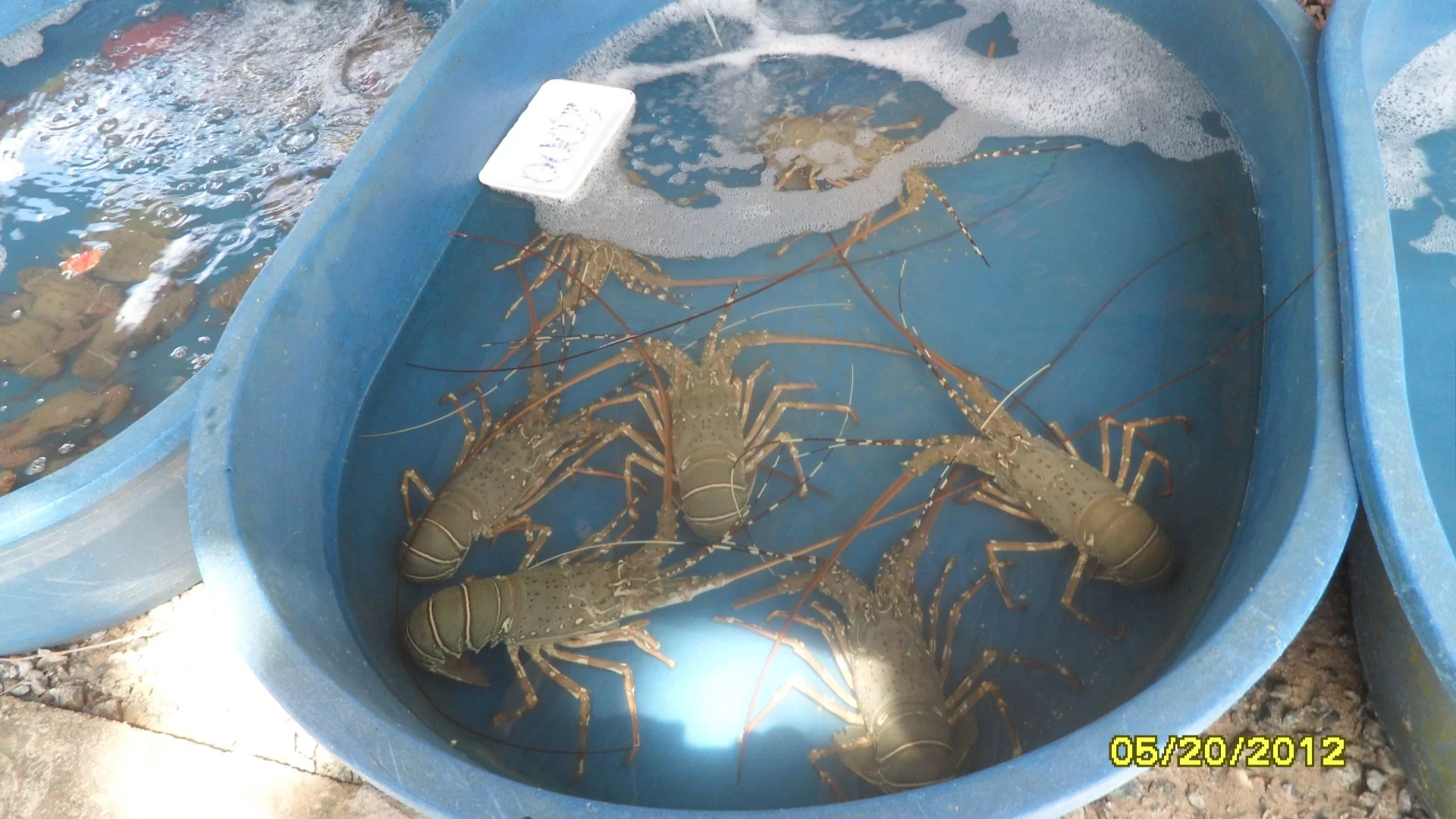 sdfghkjlöä- 050.webp