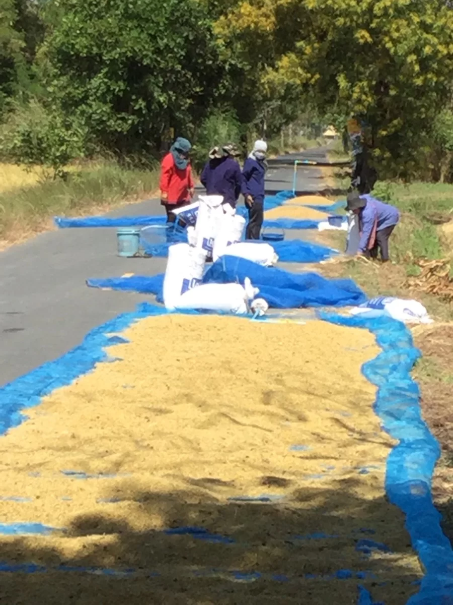 sista riset på torkning.webp