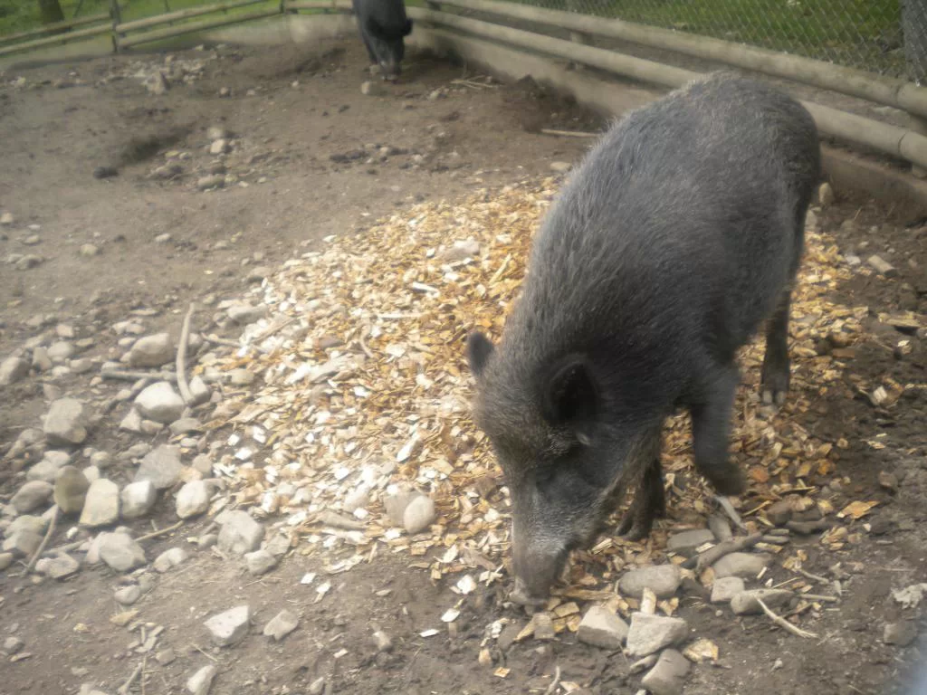 Skånes Djurpark 110827 056.webp